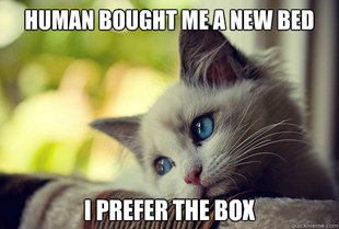First World Cat Problems