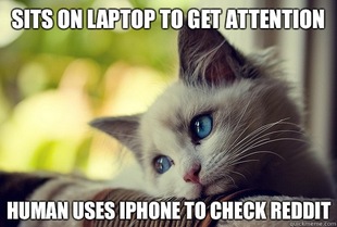 First World Cat Problems