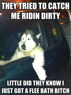 Mean Dog