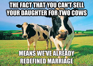 cows
