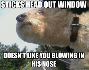 Scumbag Dog