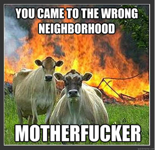Evil cows