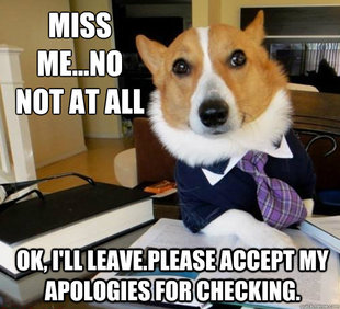 Lawyer Dog