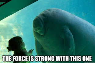 Overlord Manatee