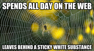 Internet Spider