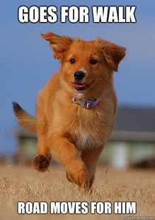 Ridiculously Photogenic Puppy