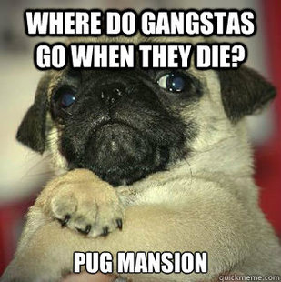 SMUG PUG