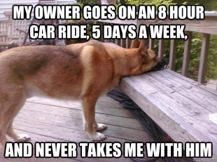 First World Dog problems