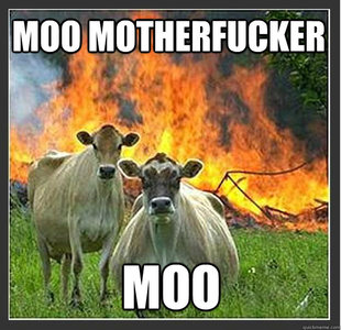 Evil cows