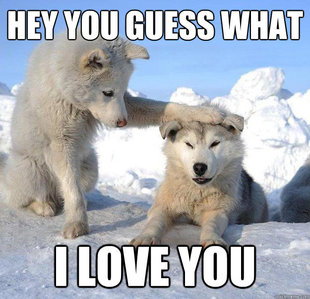 Caring Husky
