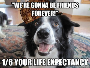 Scumbag Dog