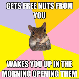 Hypochondriac Squirrel