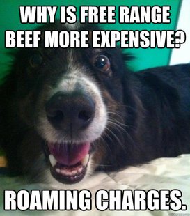 Bad Joke Dog