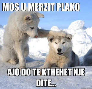 Caring Husky