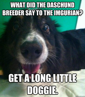 Bad Joke Dog