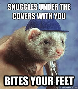 Scumbag ferret