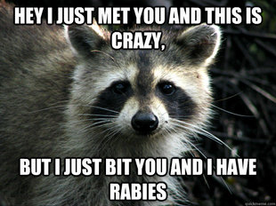 call me maybe raccoon