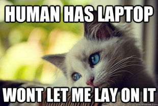 First World Cat Problems