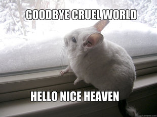 lonely chinchilla