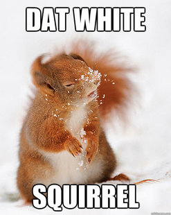 cover squirrel