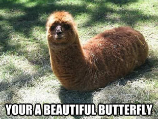 Alpacapillar