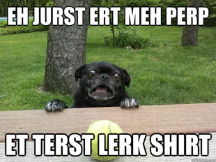 Berks Dog