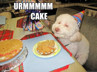 Birthday Dog