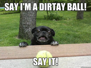 Berks Dog