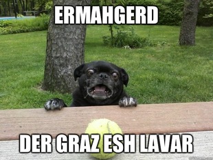 Berks Dog