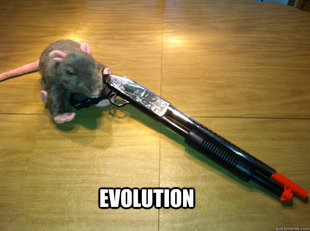 Brorat