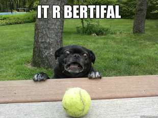 Berks Dog