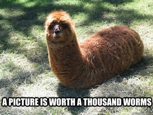 Alpacapillar