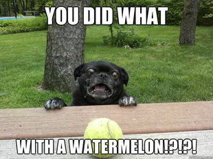 Berks Dog