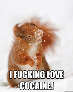 cover squirrel