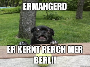 Berks Dog