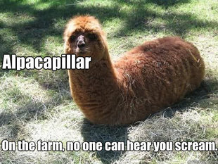 Alpacapillar