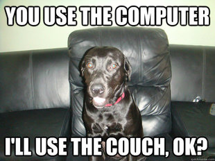 couch potato dog