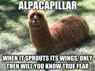 Alpacapillar