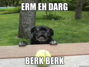 Berks Dog