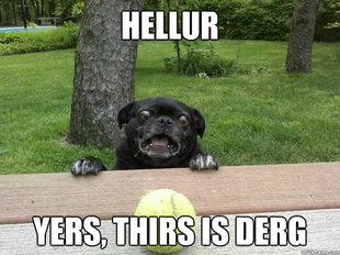 Berks Dog