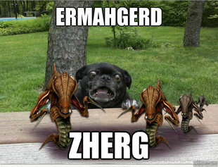 Berks Dog