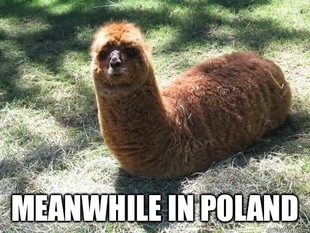 Alpacapillar