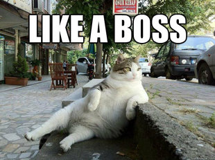 LIKE A BOSS