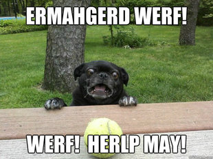 Berks Dog