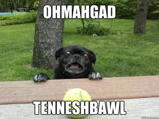 Berks Dog