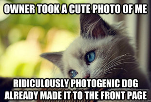 First World Cat Problems