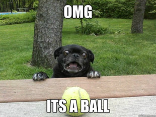 Berks Dog