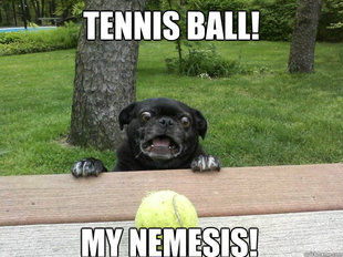 Berks Dog