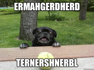 Berks Dog