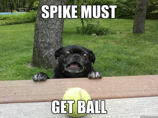 Berks Dog